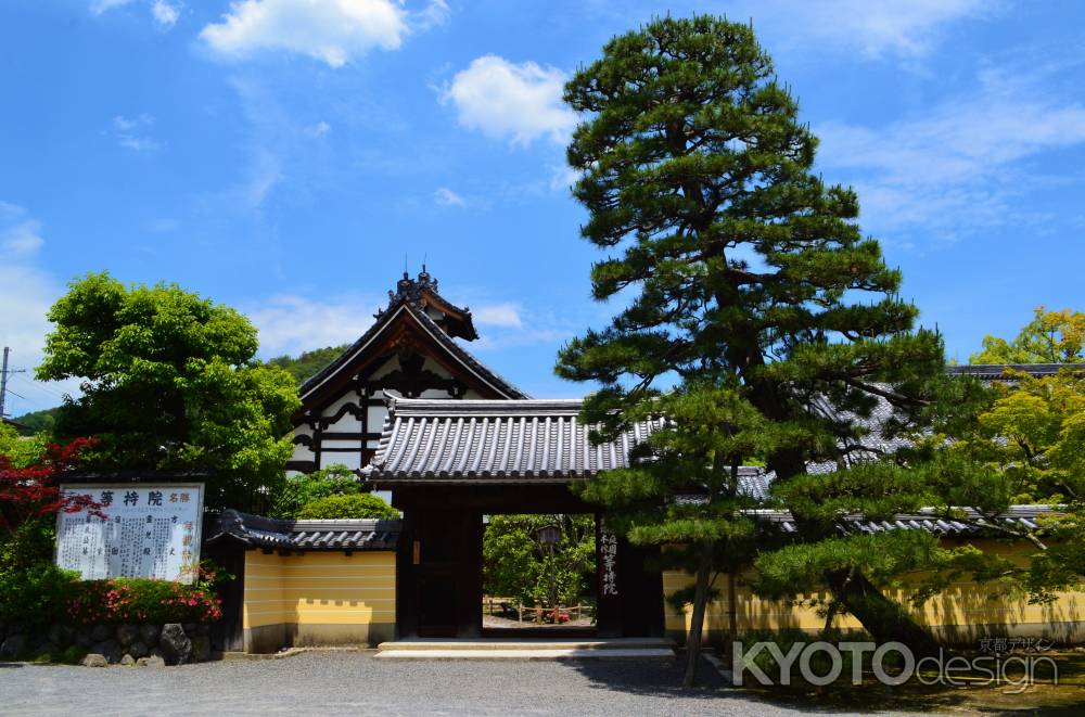 山門と松　等持院