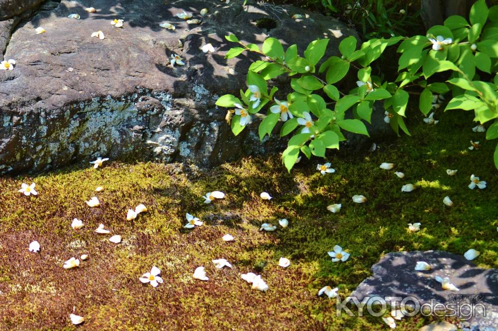 沙羅の花を愛でる会　東林院