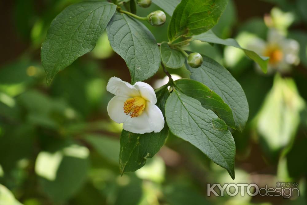 東林院　沙羅の花を愛でる会