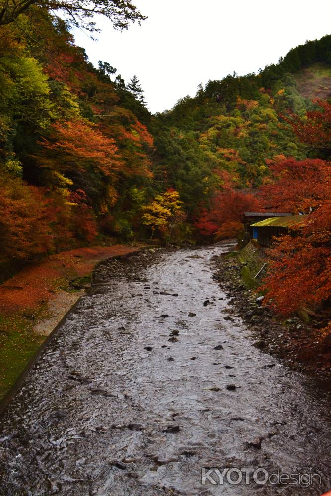 高雄　錦秋の清流