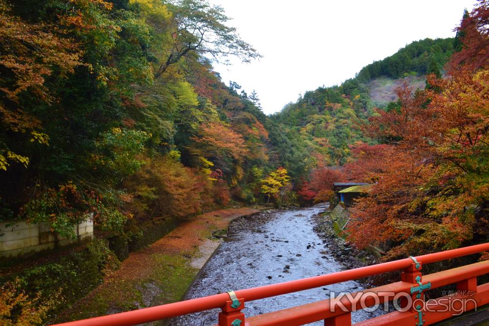 高雄橋からの紅葉2015