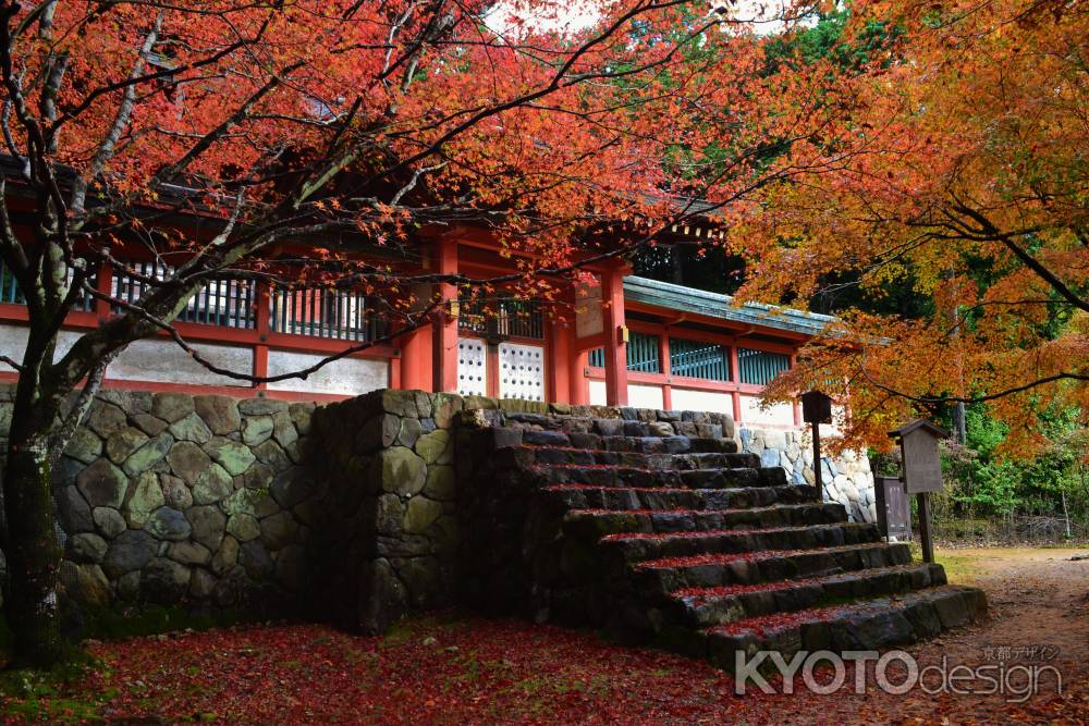 神護寺　敷き紅葉