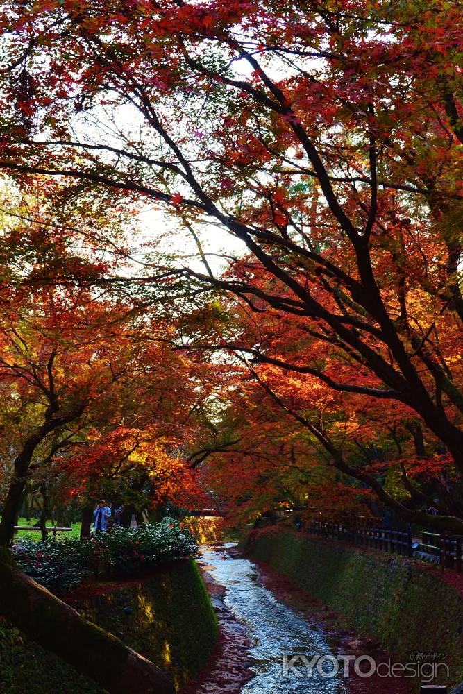 御土居の紅葉