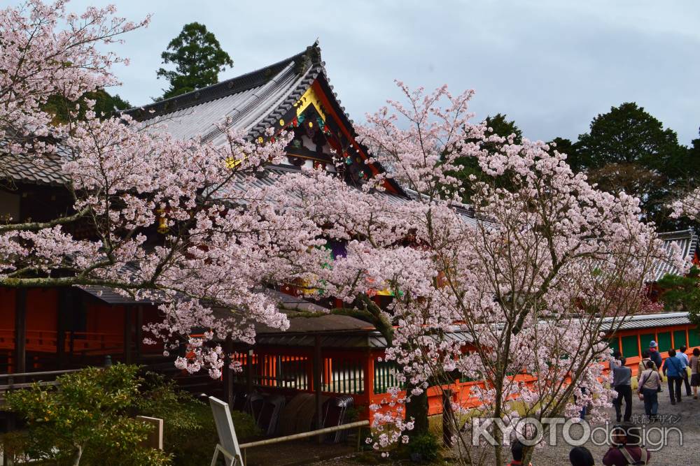 毘沙門堂の桜