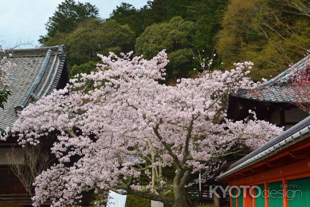 桜　毘沙門堂