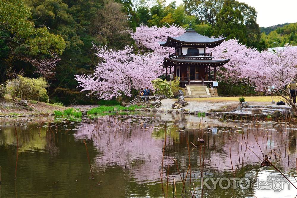 春の氷室池