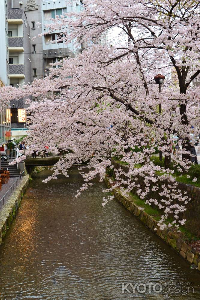 木屋町通りの桜