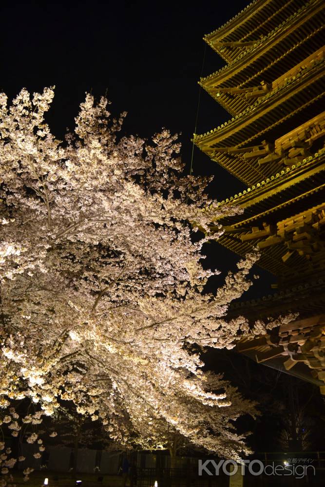 東寺　夜桜