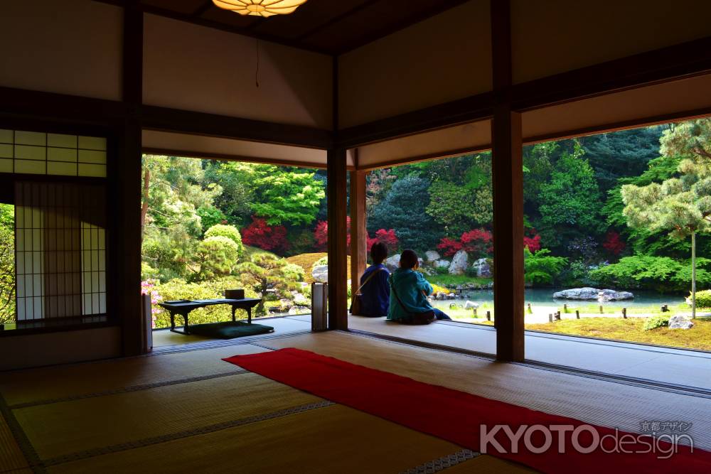 晩春の青蓮院　霧島つつじ