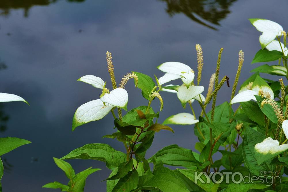 等持院の半夏生　