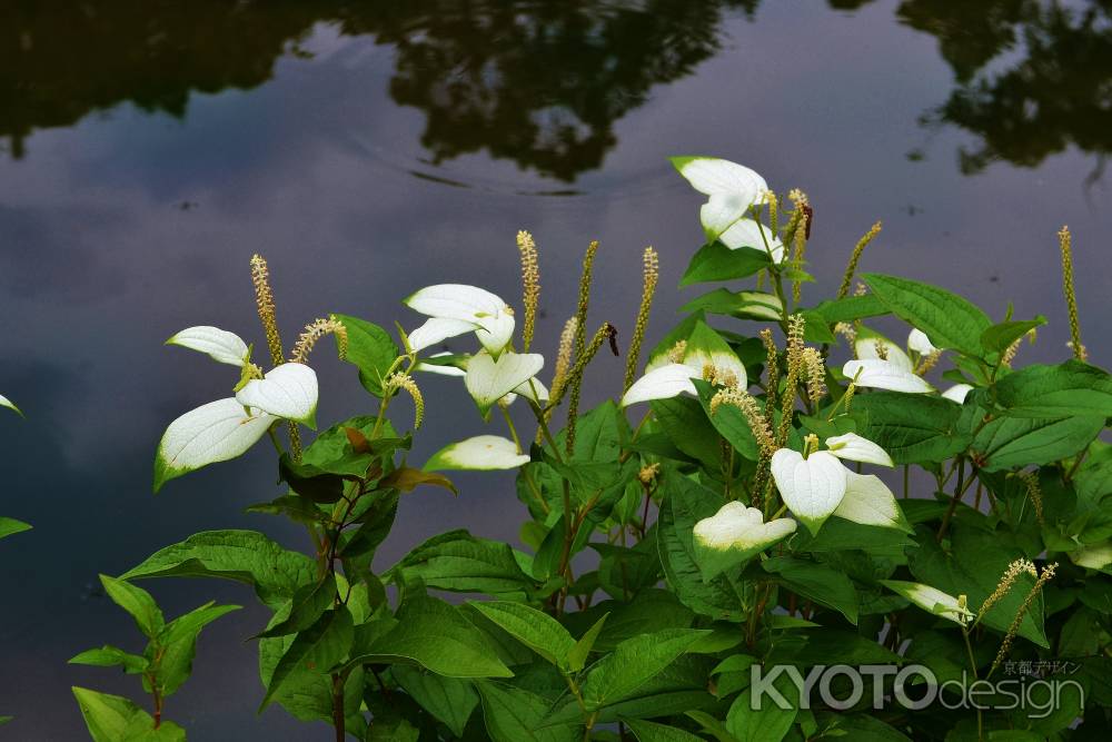 水辺の彩り