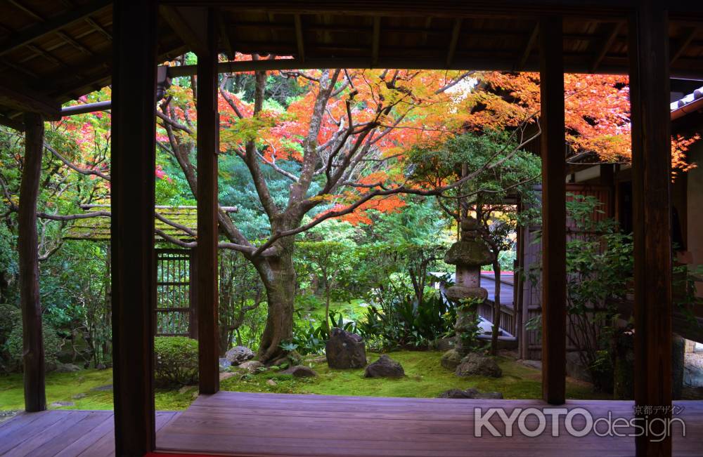 紅葉　侘の庭　桂春院