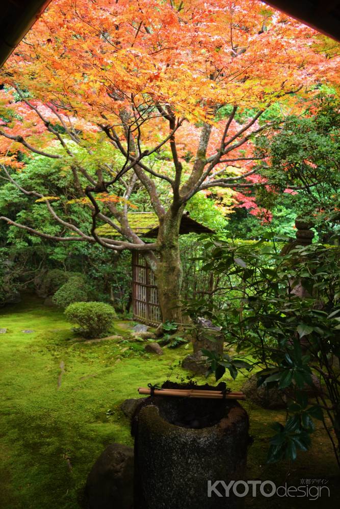 紅葉と手水鉢　桂春院