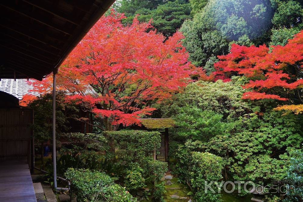 紅葉　思惟の庭　桂春院