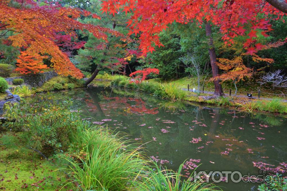 紅葉の心字池　等持院