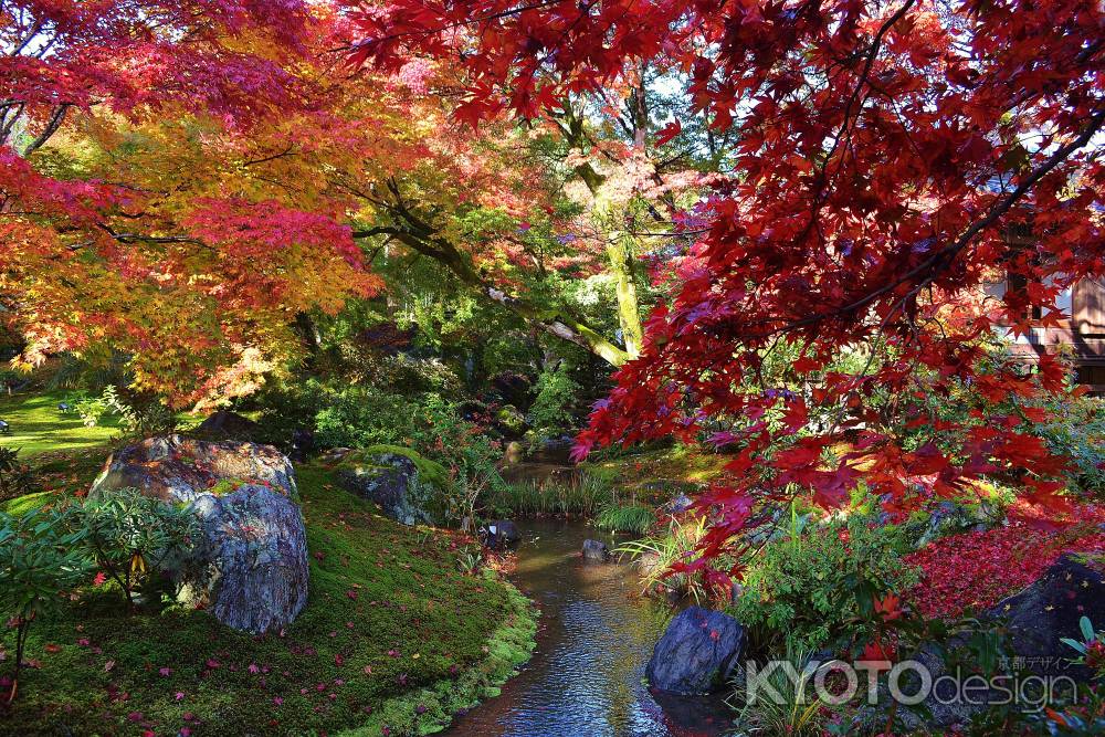 宝厳院の紅葉