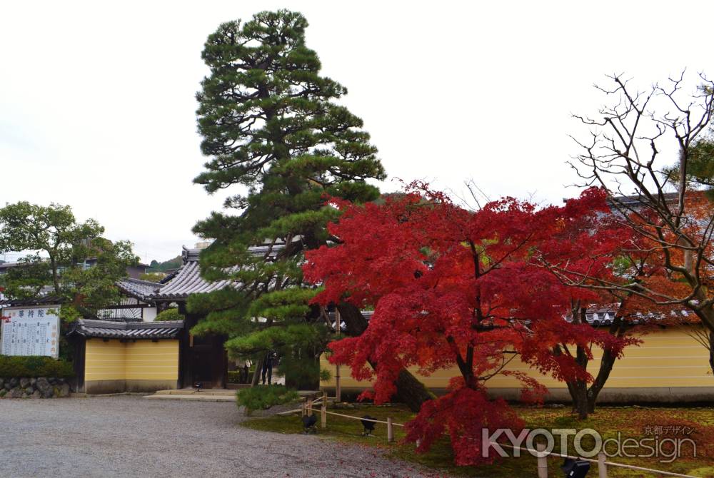 紅葉と松