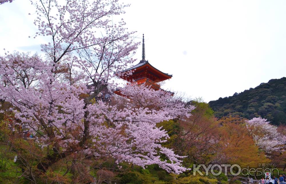 三重塔と桜