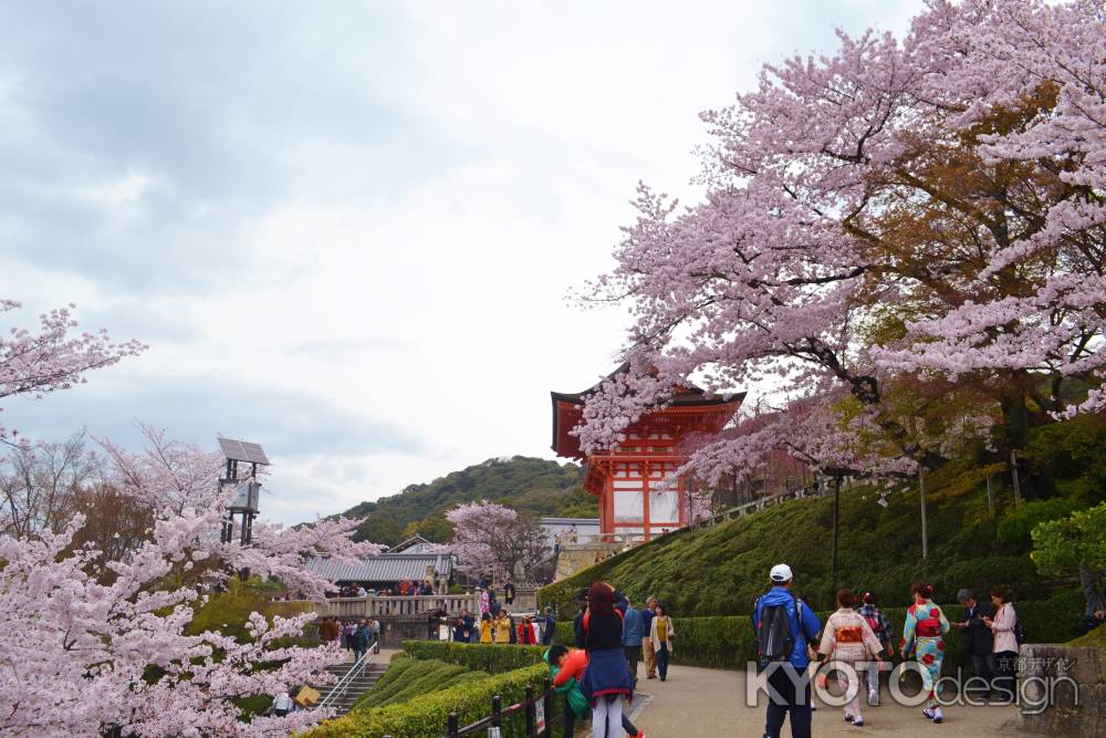 仁王門と桜