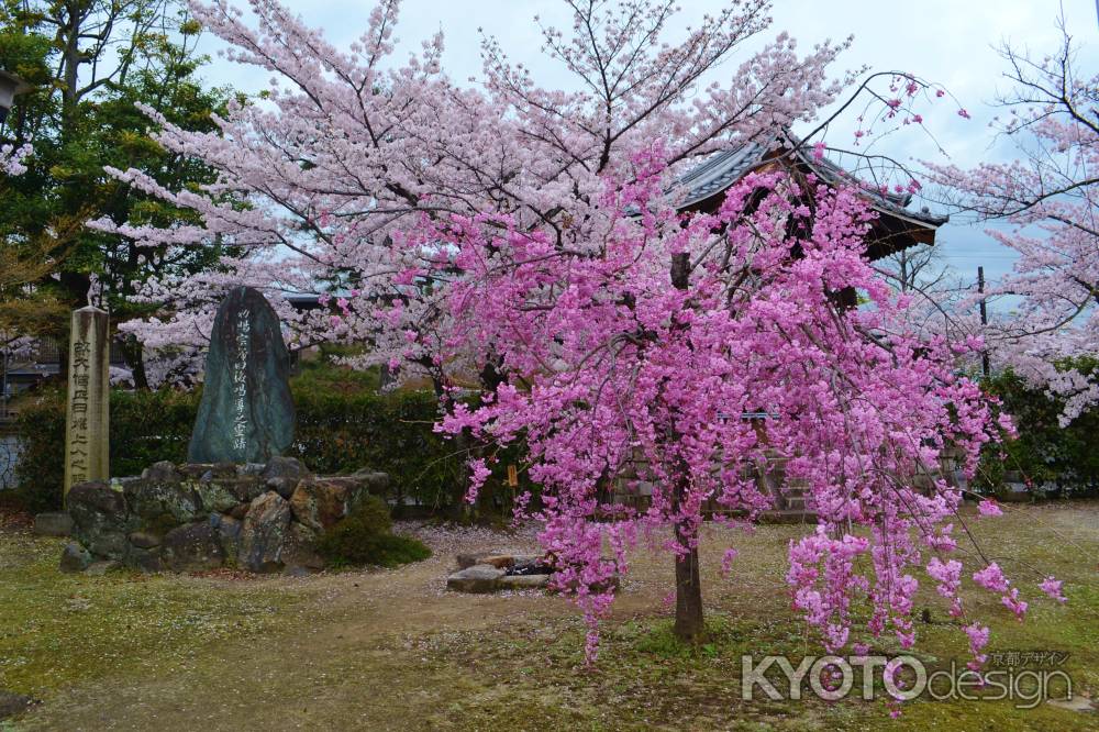 染井吉野と紅枝垂