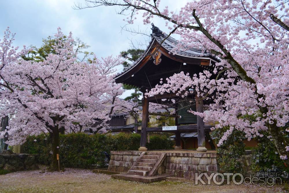 鐘楼と桜