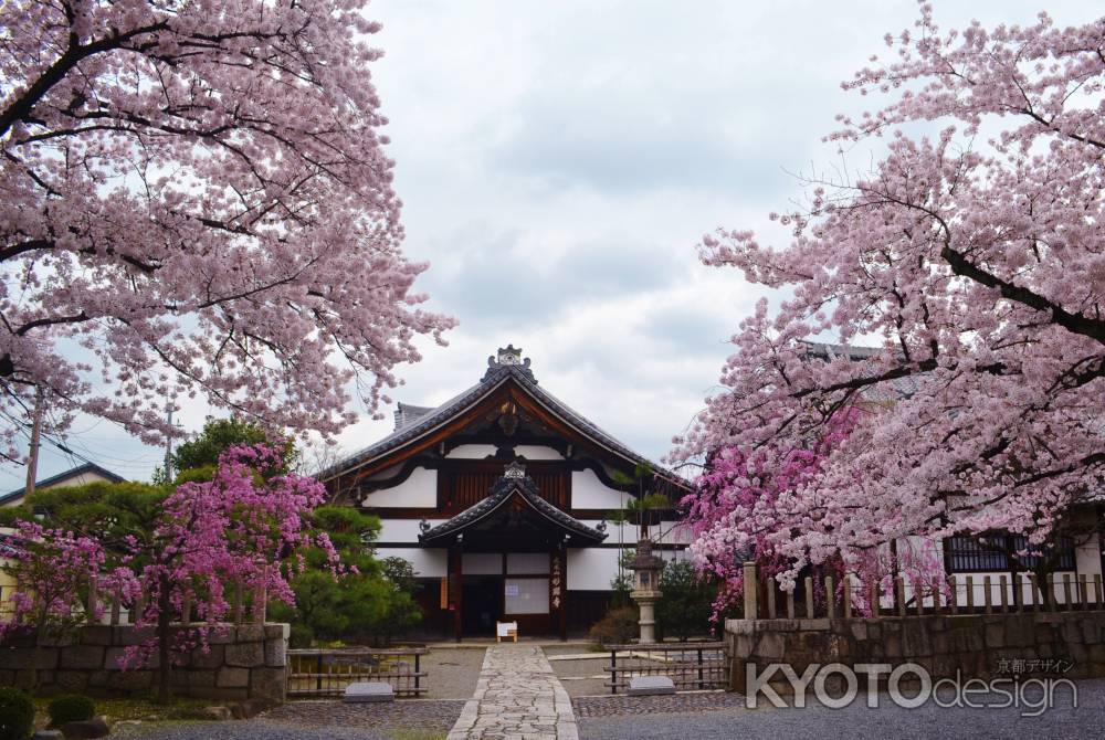 妙顕寺の桜