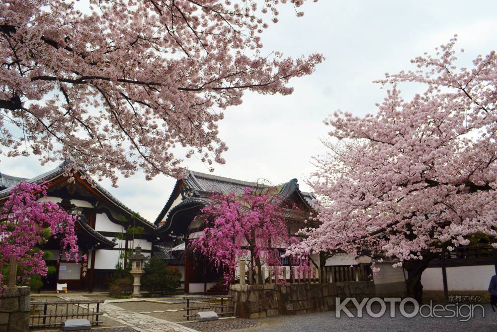 桜　妙顕寺