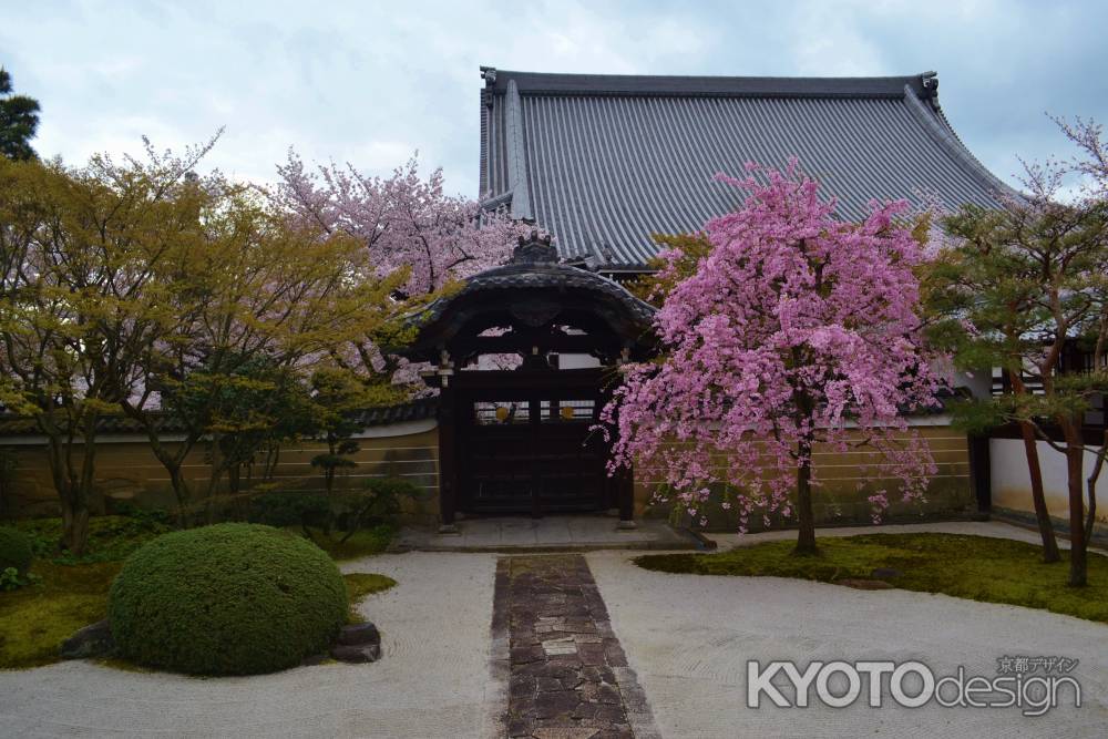 枝垂桜　四海唱導の庭