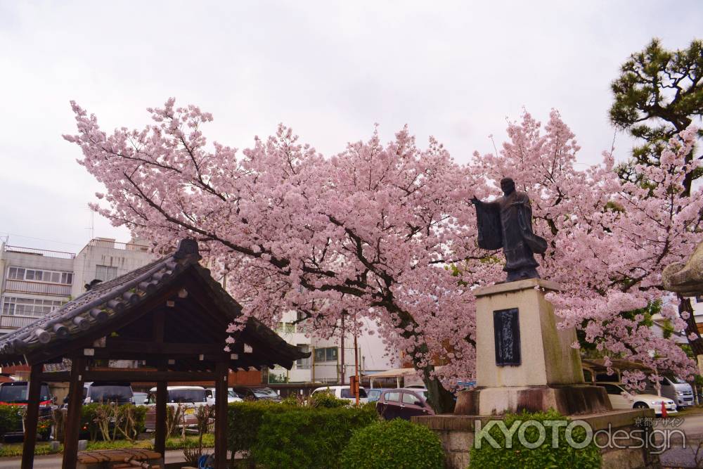 桜　妙蓮寺