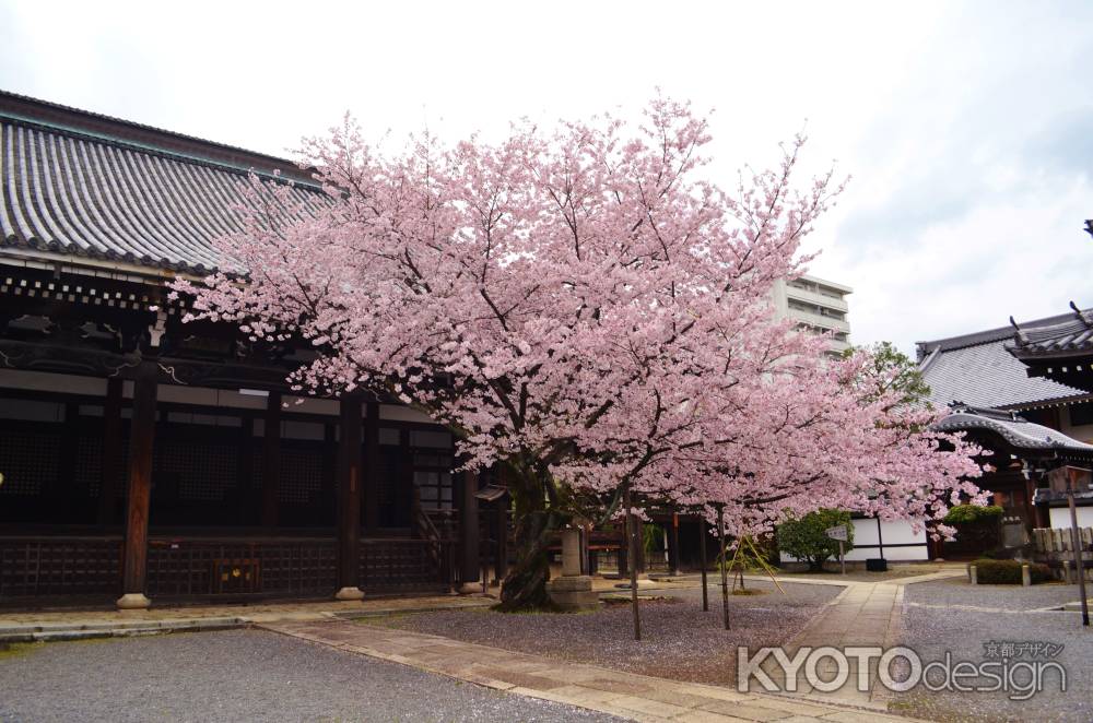 本堂と桜　本法寺