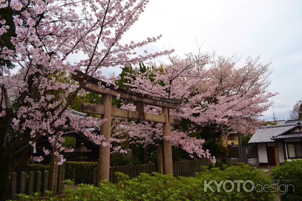 鳥居と桜