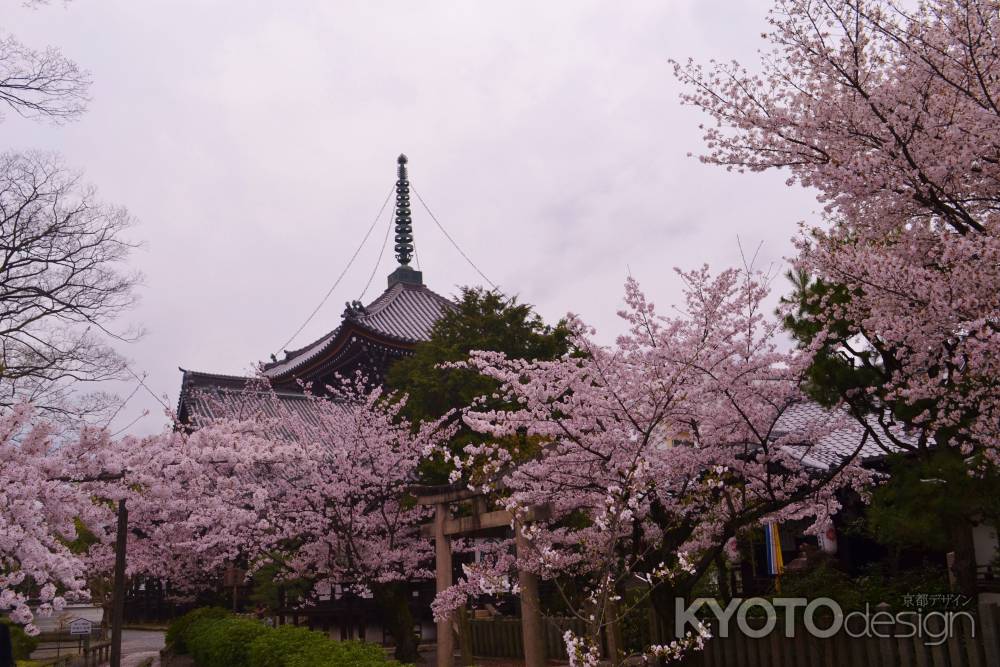 本法寺の桜