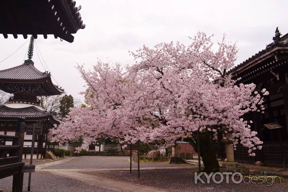 満開の桜