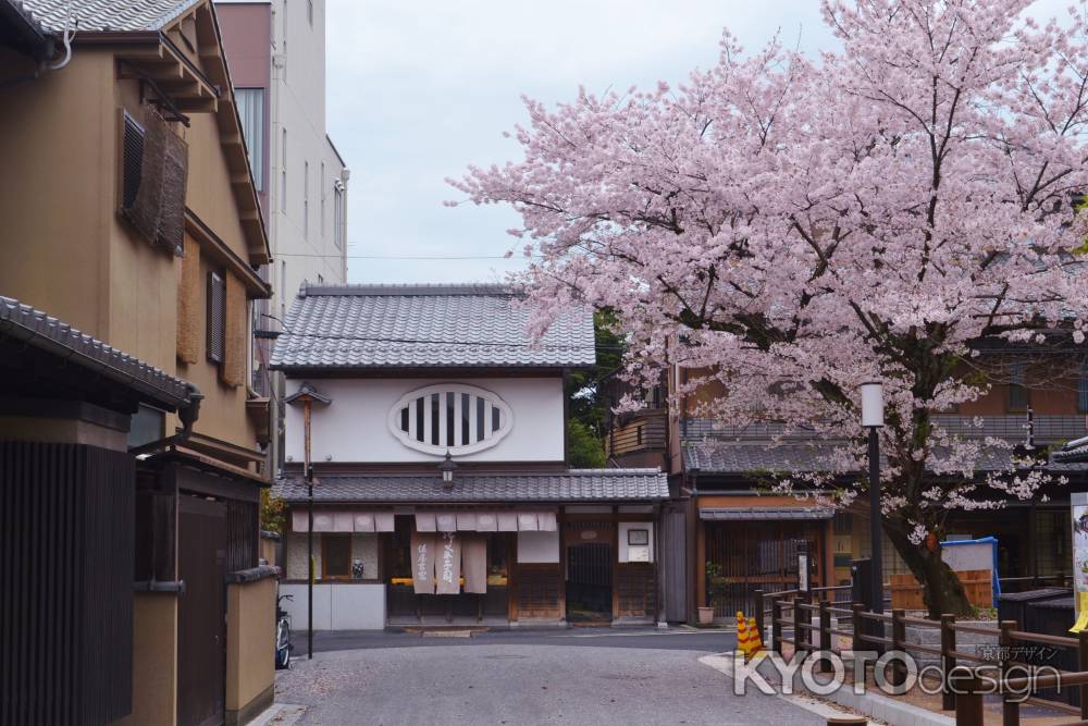 桜　室町にて