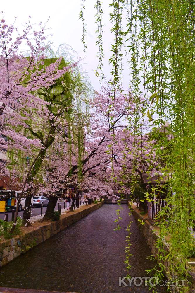 桜と柳