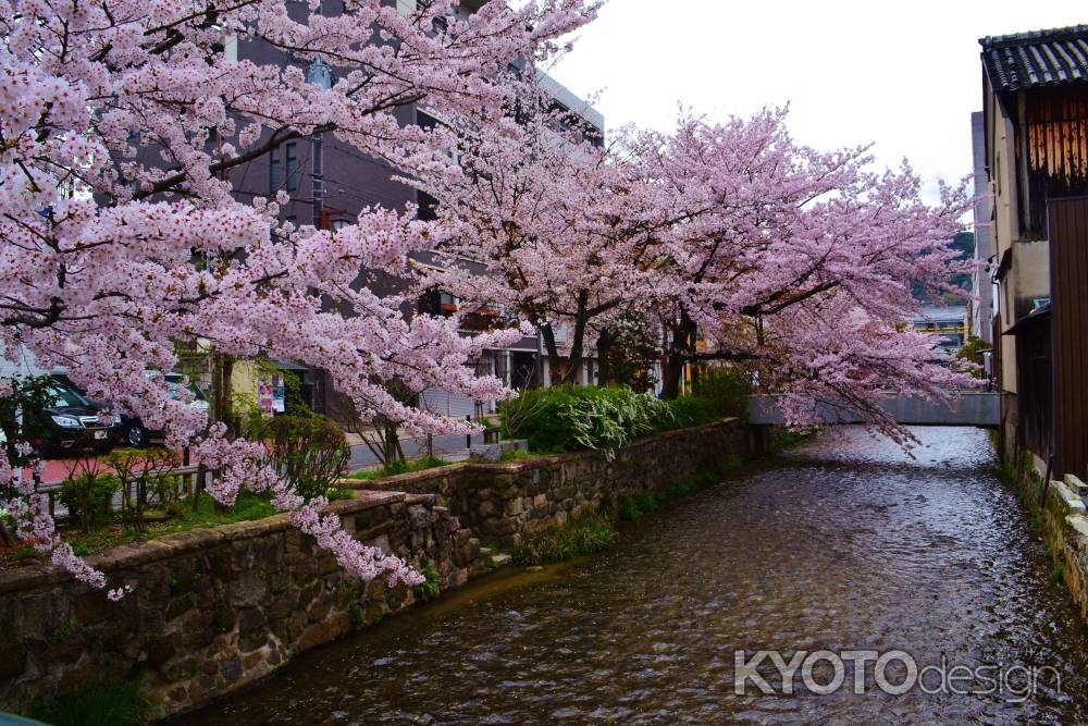 白川の桜