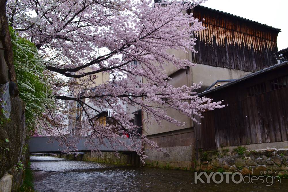 春の白川