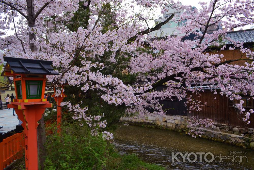 桜　白川