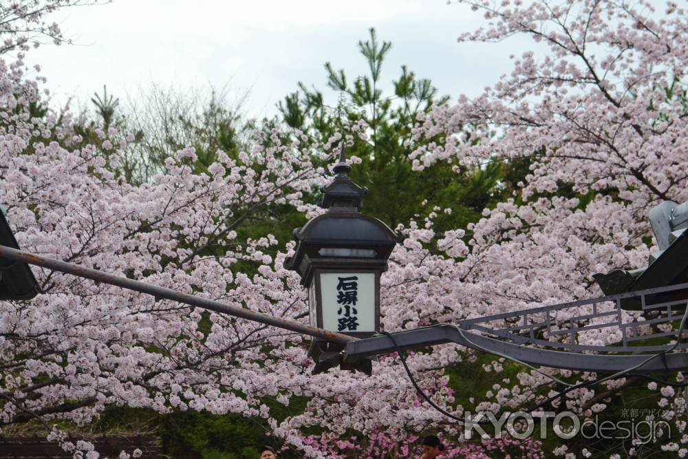 桜　石塀小路