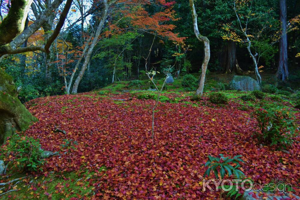 敷き紅葉