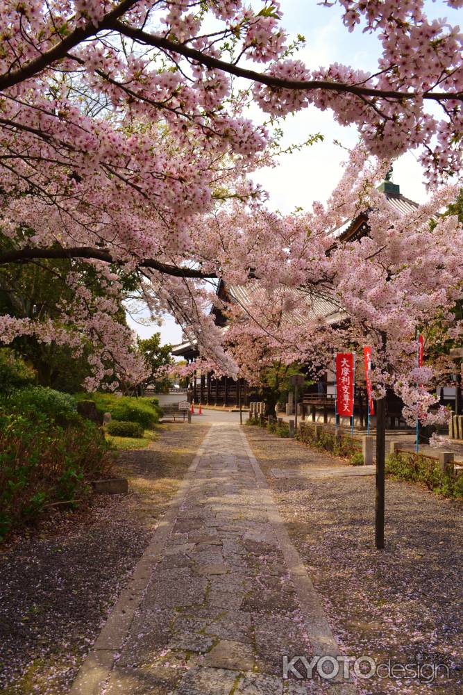 桜の参道　本法寺