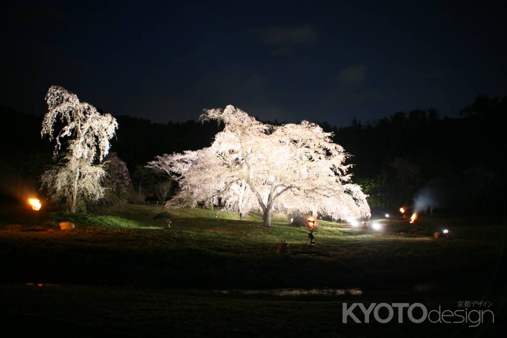 広沢の池・夜桜