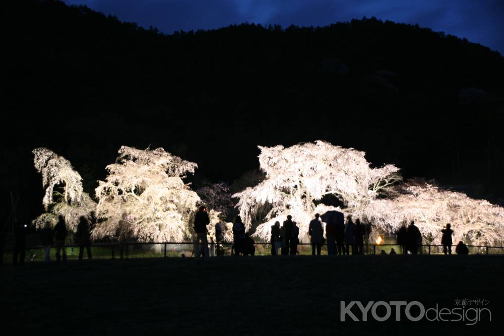 夜桜幻想