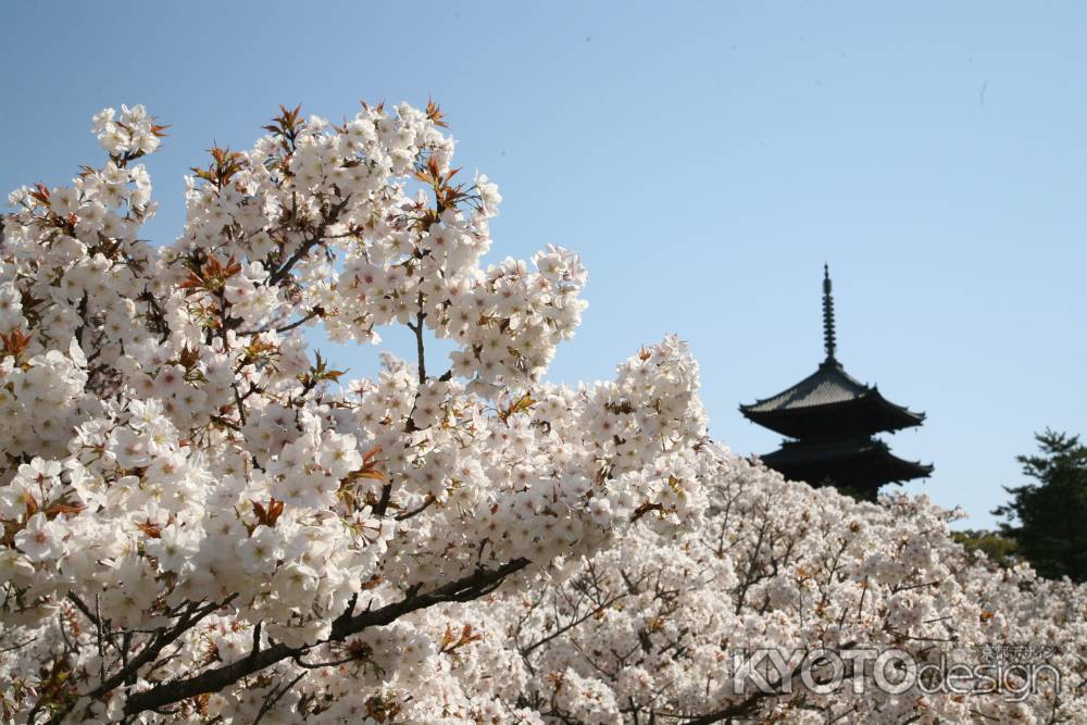 御室桜