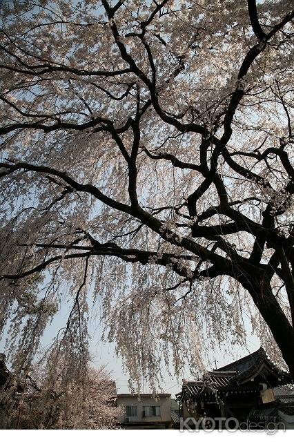 本満寺の桜