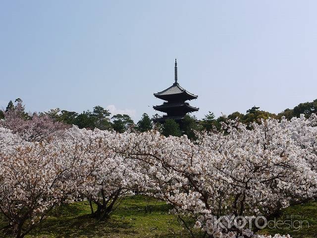 御室桜　仁和寺