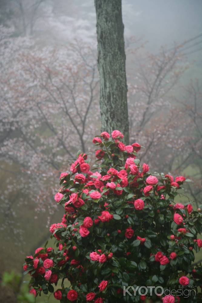 比叡山に咲く椿と桜