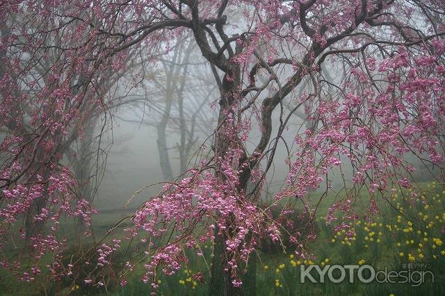 霧の比叡山