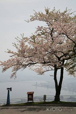 比叡山の桜