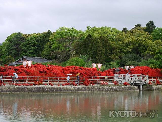 霧島ツツジ